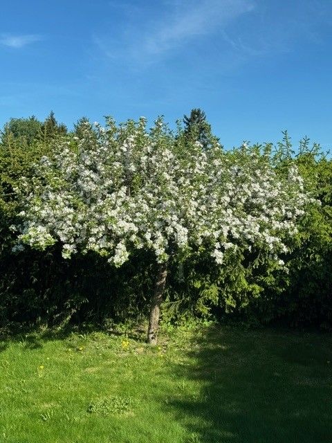 Beplanting - Selgers bilde.