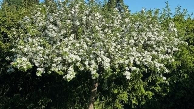 Beplanting - Selgers bilde.