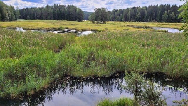 Alle bør prøve å padle eller ro gjennom våtmarksområdene inn mot Sørli gård! Her er det flust av farger, flora og fauna, og alle lyder dempes slik at du føler at du er langt, langt unna, et helt annet sted.