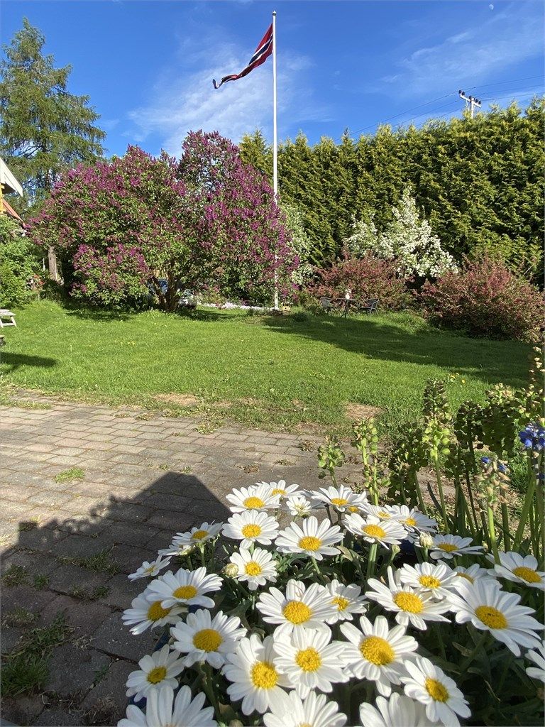 Selger sommerbilde 