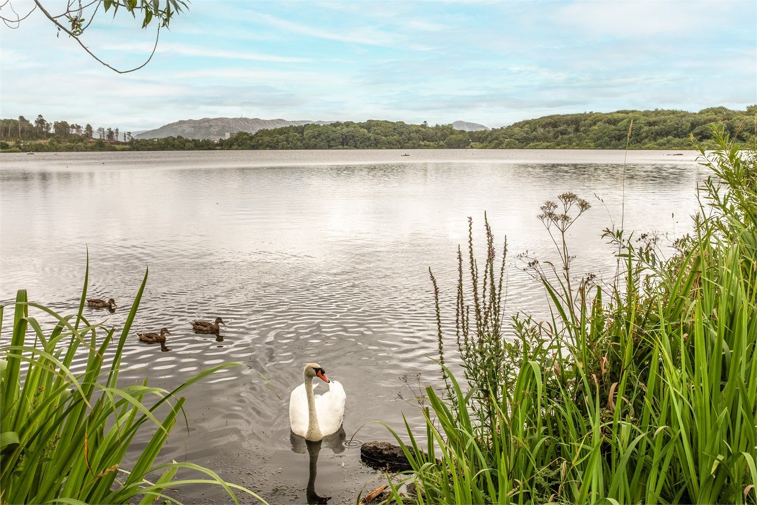 Området byr også på flotte rekreasjonsmuligheter. En løpetur eller en rolig søndagstur rundt Mosvatnet er en populær aktivitet for mange som bor her. 