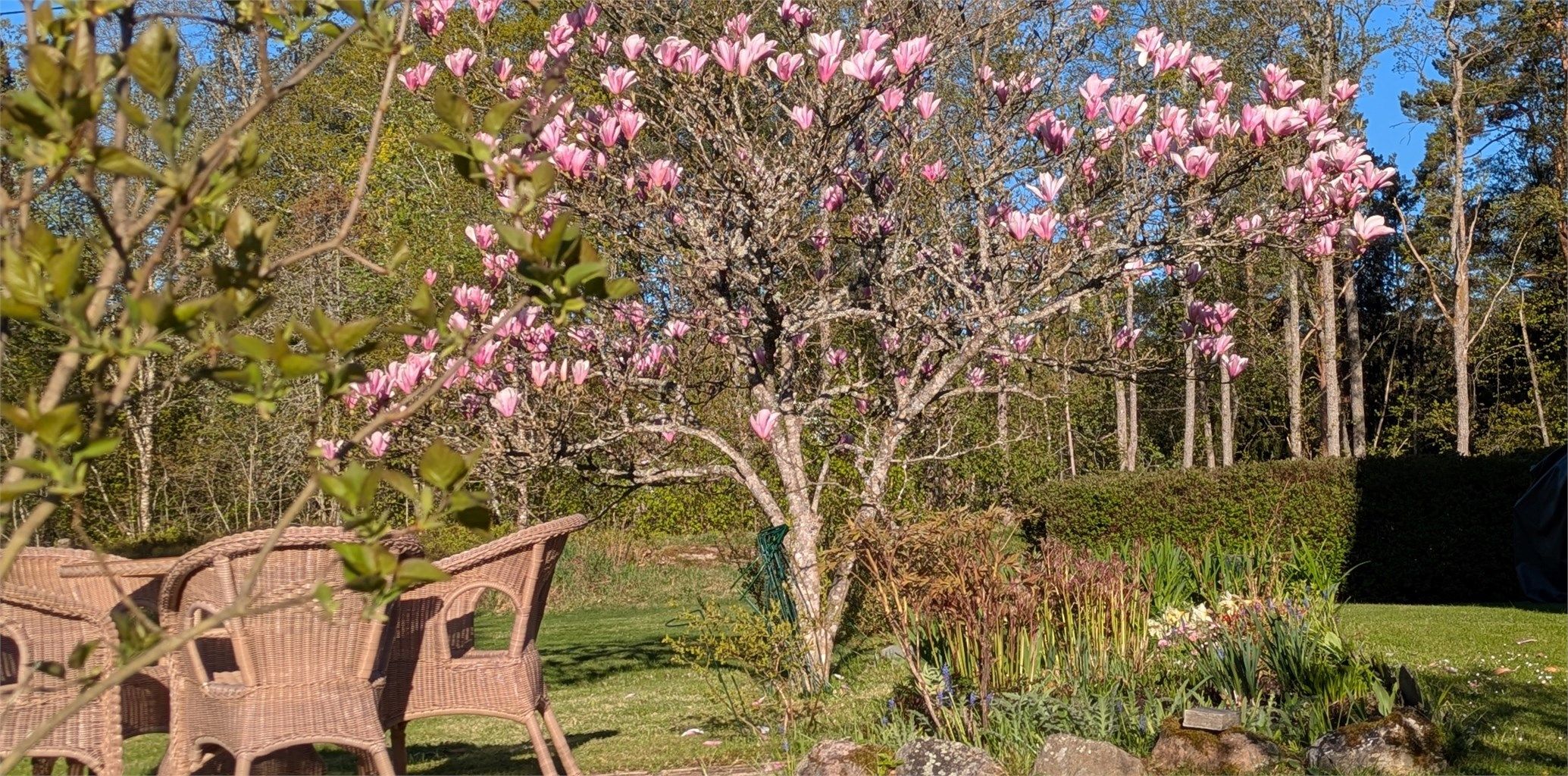 Den blomstrende magnoliaen lyser opp hagen.