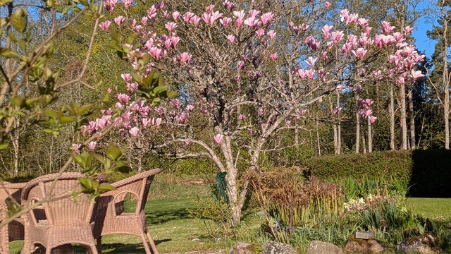 Den blomstrende magnoliaen lyser opp hagen.