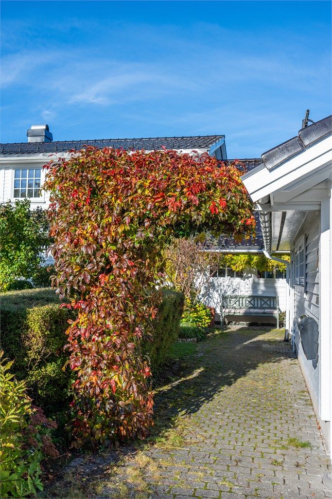 Hagebue kledd med villvin danner en portal mellom hagerommene.