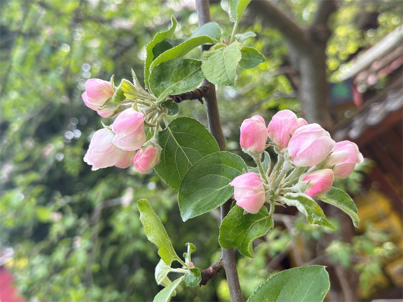 Epleblomstring. Foto - Selger.jpg
