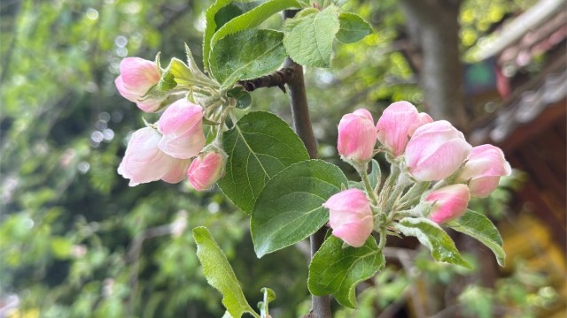 Epleblomstring. Foto - Selger.jpg