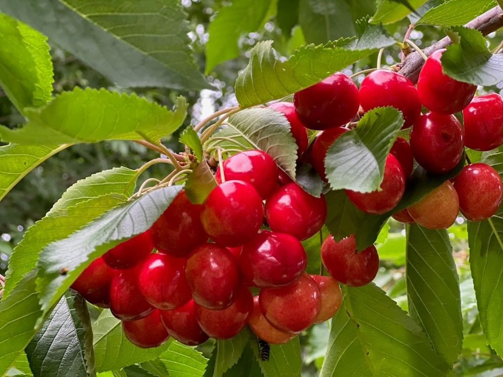 Bilde tatt av selger.