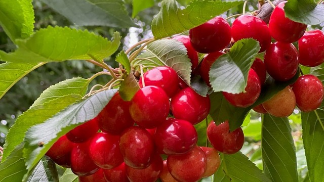 Bilde tatt av selger.