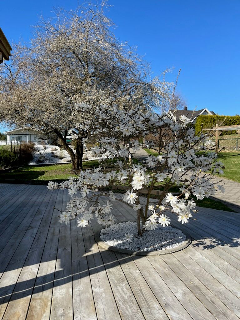 Vakker magnolia i full blomst (bilde tatt av selger) 