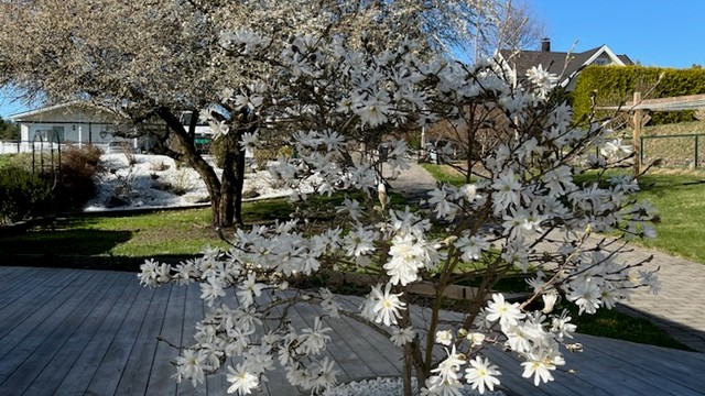 Vakker magnolia i full blomst (bilde tatt av selger)