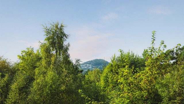 Grønne og frodige omgivelser rett utenfor døren.