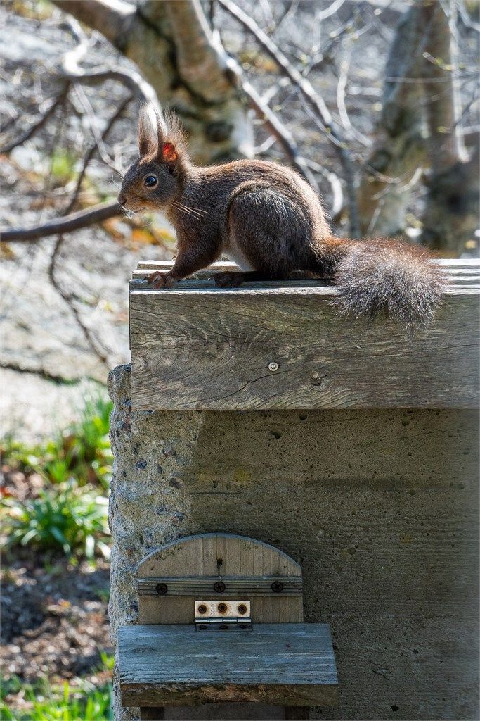 Dyrelivet er en naturlig del av hverdagen på Hvasser.