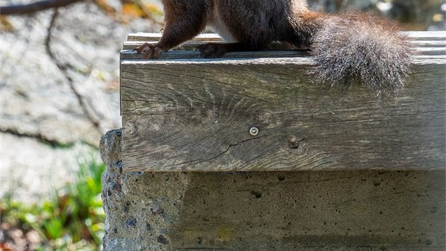 Dyrelivet er en naturlig del av hverdagen på Hvasser.