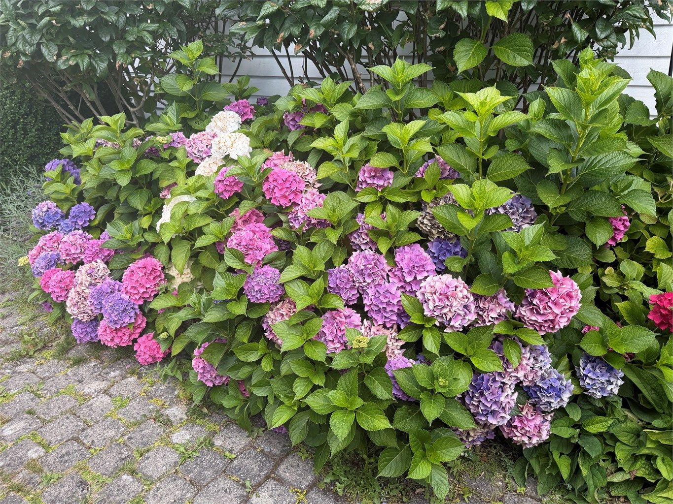 Hortensiaene blomstrer i fargenyanser fra rosa til lilla og blått.