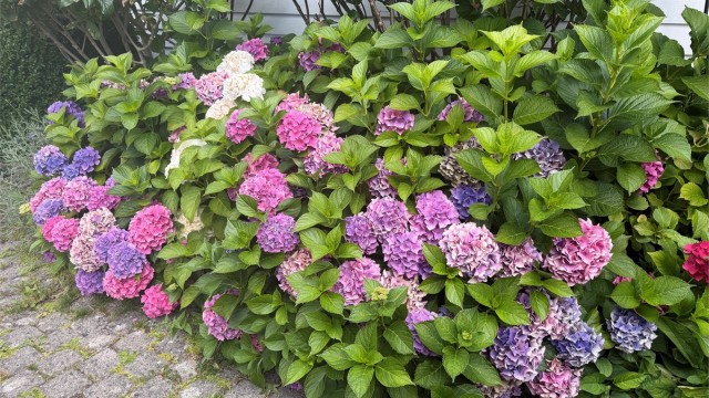 Hortensiaene blomstrer i fargenyanser fra rosa til lilla og blått.
