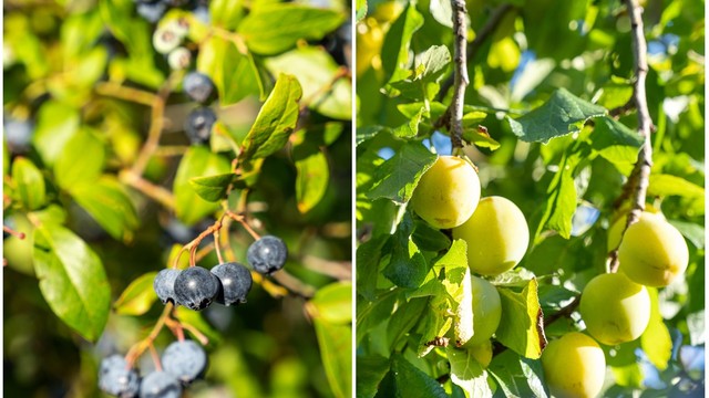 Hagen har forskjellig beplanting som for eksempel; amerikanske blåbær, rabarbra, plommer, kirsebærtre, stauder, syriner, syrin hortensia m.m