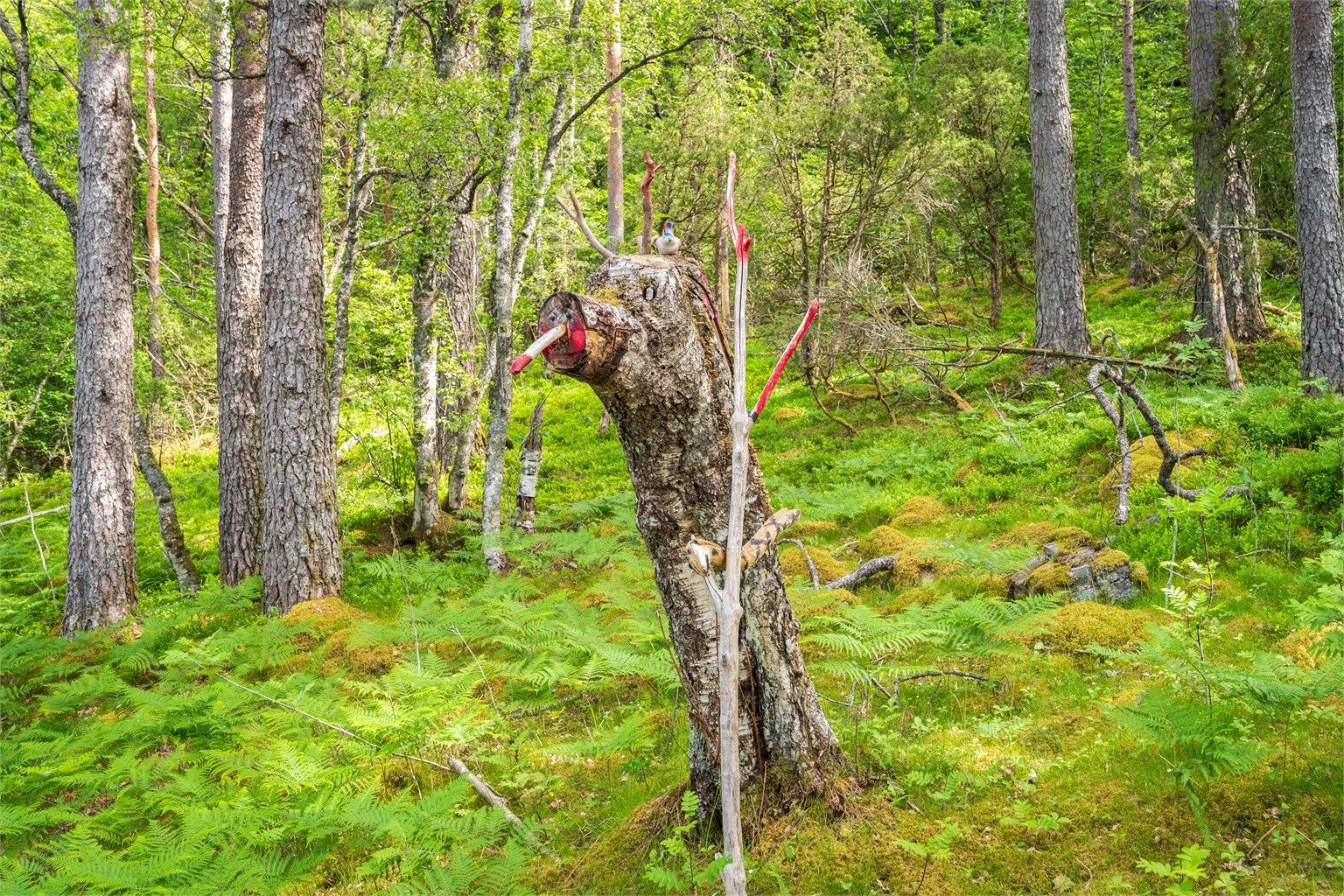 - Her går man gjennom ekte gammalskog -