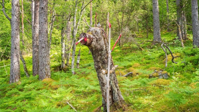 - Her går man gjennom ekte gammalskog -