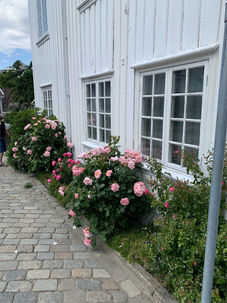 Den hvite trepanelet og de klassiske vinduene komplementeres av frodige rosebusker om sommeren.