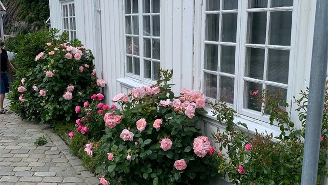 Den hvite trepanelet og de klassiske vinduene komplementeres av frodige rosebusker om sommeren.
