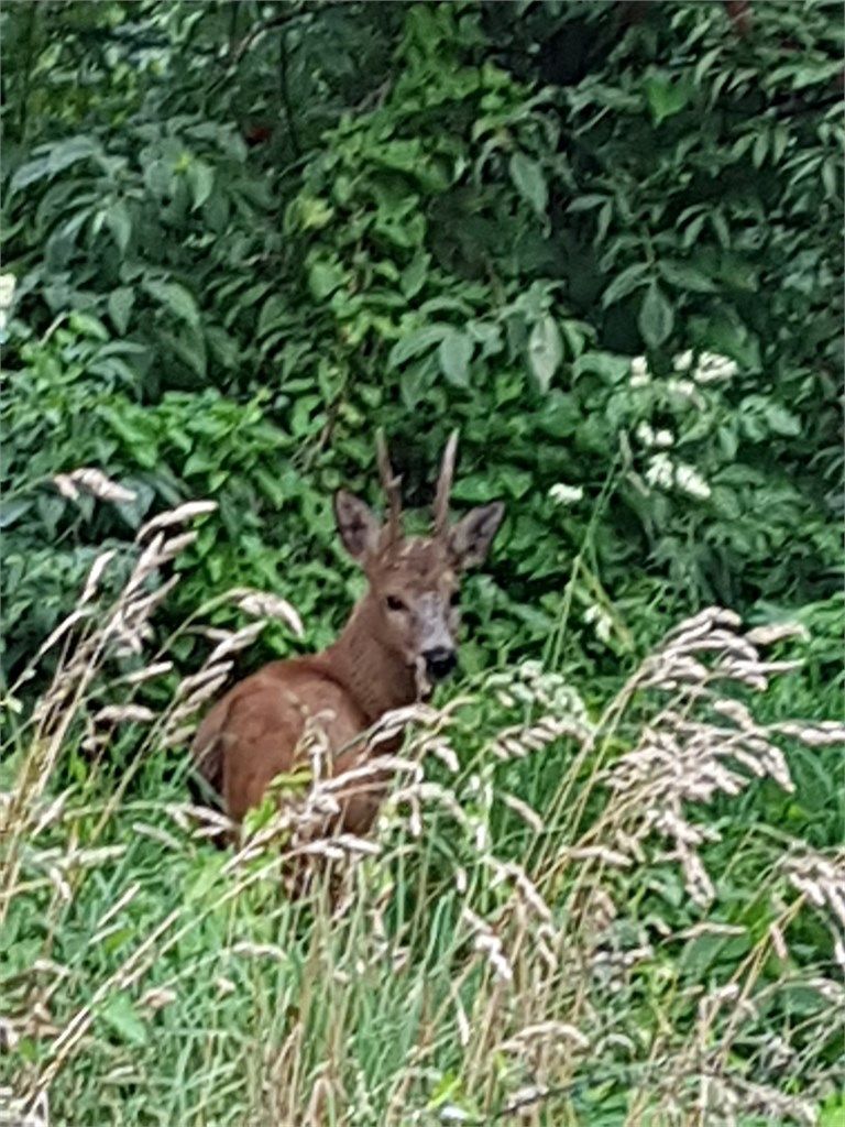 Fra tid til annen kan du se et rådyr eller to, spankulere forbi blokka di!