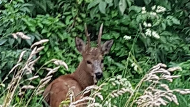Fra tid til annen kan du se et rådyr eller to, spankulere forbi blokka di!