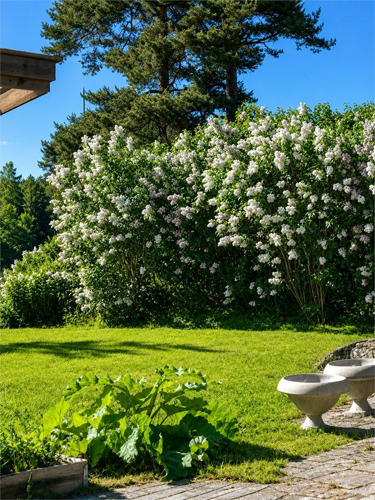 Frodig hage med blomstrende syriner, solrike uteplasser og grønne omgivelser som skaper en lun og innbydende atmosfære
