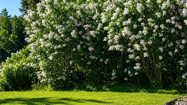 Frodig hage med blomstrende syriner, solrike uteplasser og grønne omgivelser som skaper en lun og innbydende atmosfære
