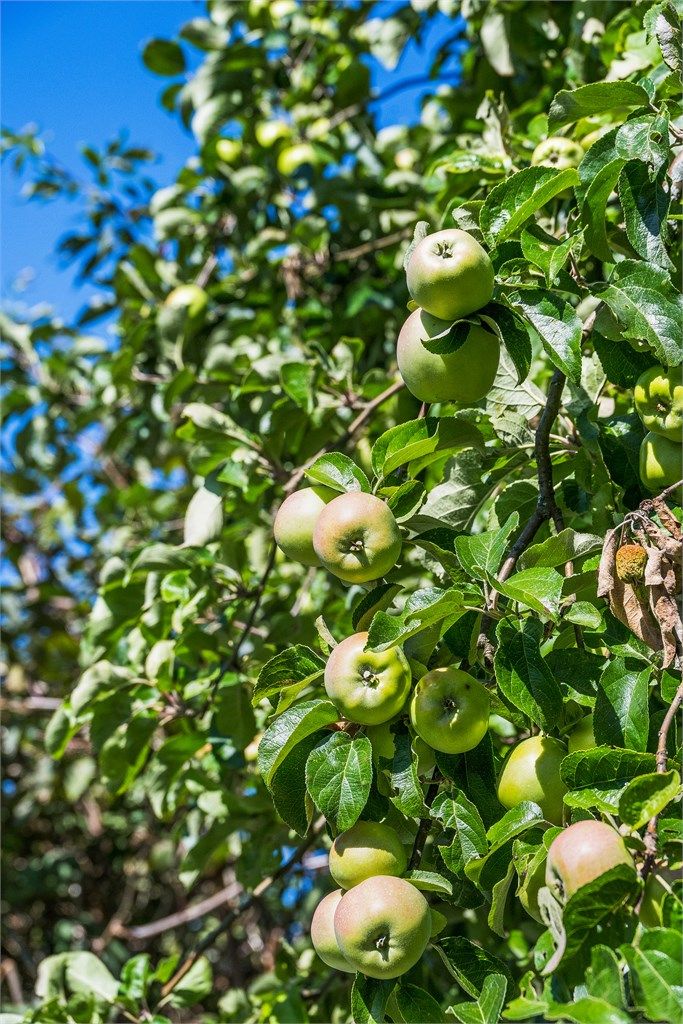 I hagen er det et stort epletre!