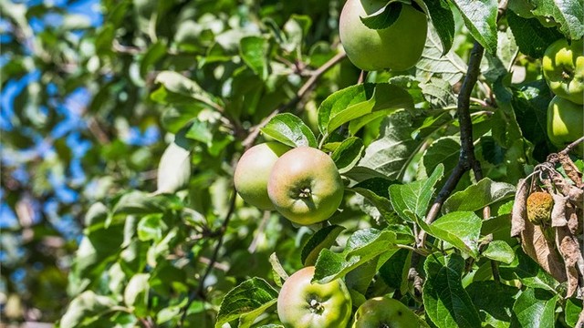 I hagen er det et stort epletre!