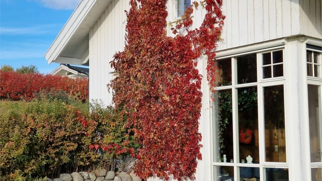 Beplantninger (Bilde fra selger)