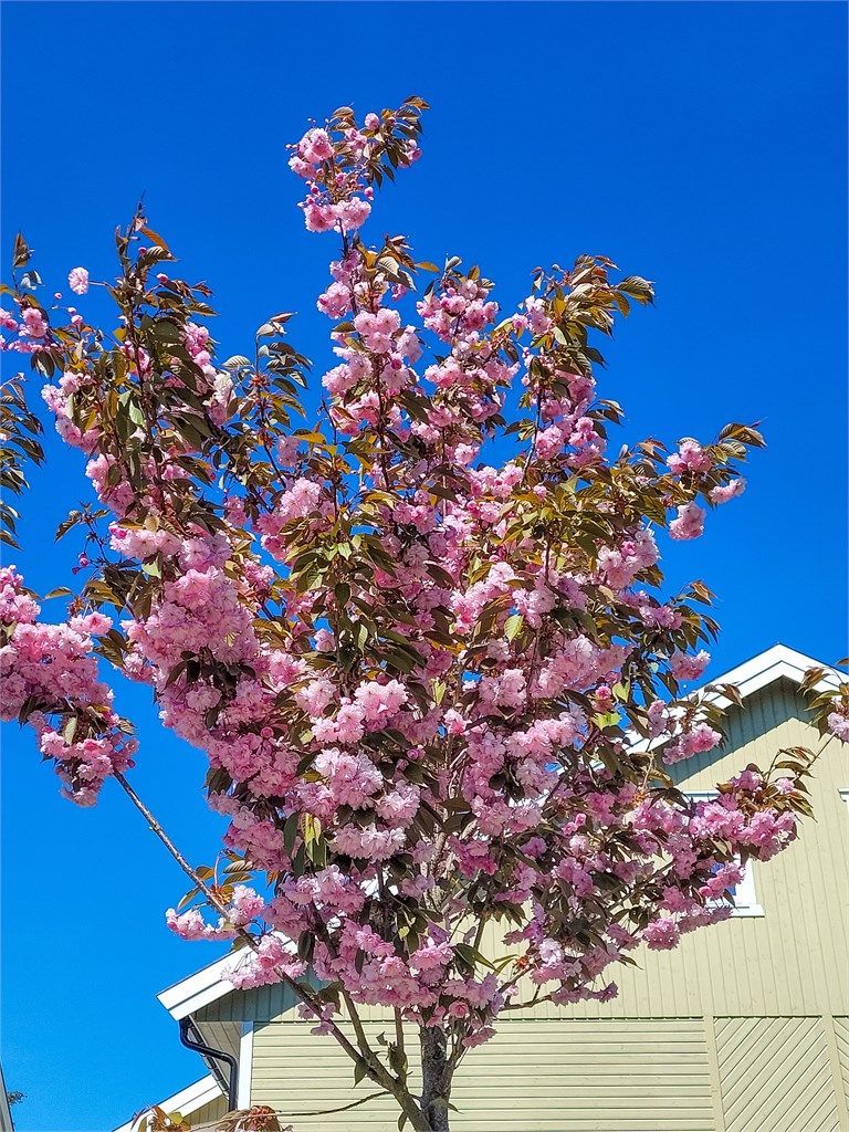 Sommerbilder. (Private bilder)