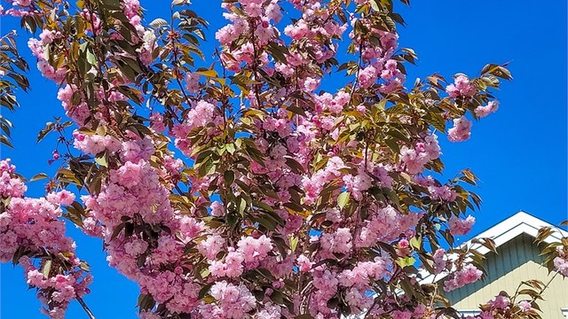 Sommerbilder. (Private bilder)