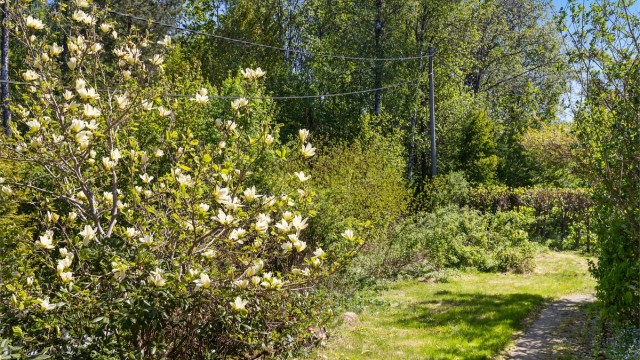 Hagen i full blomst