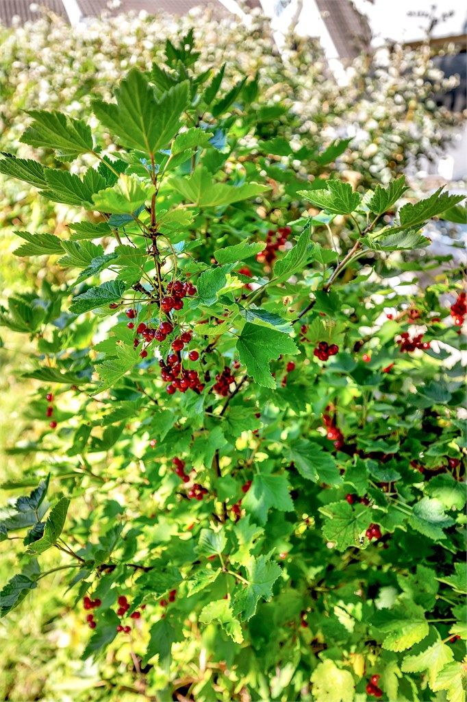 Friske rips og vakre omgivelser – en hage som gir rom for både vekst og avkobling.