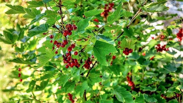 Friske rips og vakre omgivelser – en hage som gir rom for både vekst og avkobling.