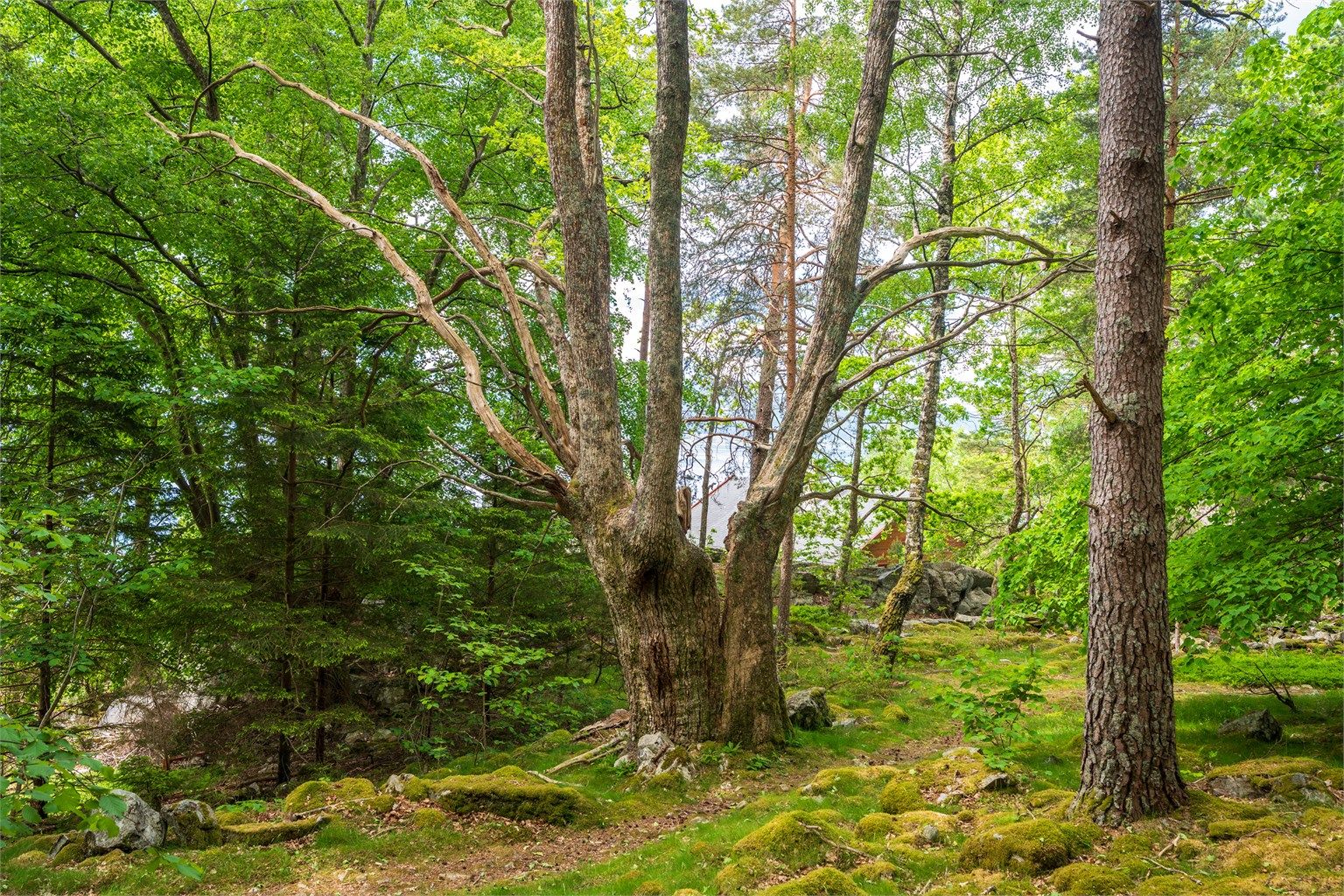 - Et eldorado for barn som liker å klatre og utforske -