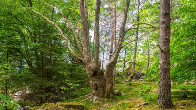 - Et eldorado for barn som liker å klatre og utforske -