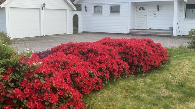 Flott bilde av hagen mot nord - tatt av selger