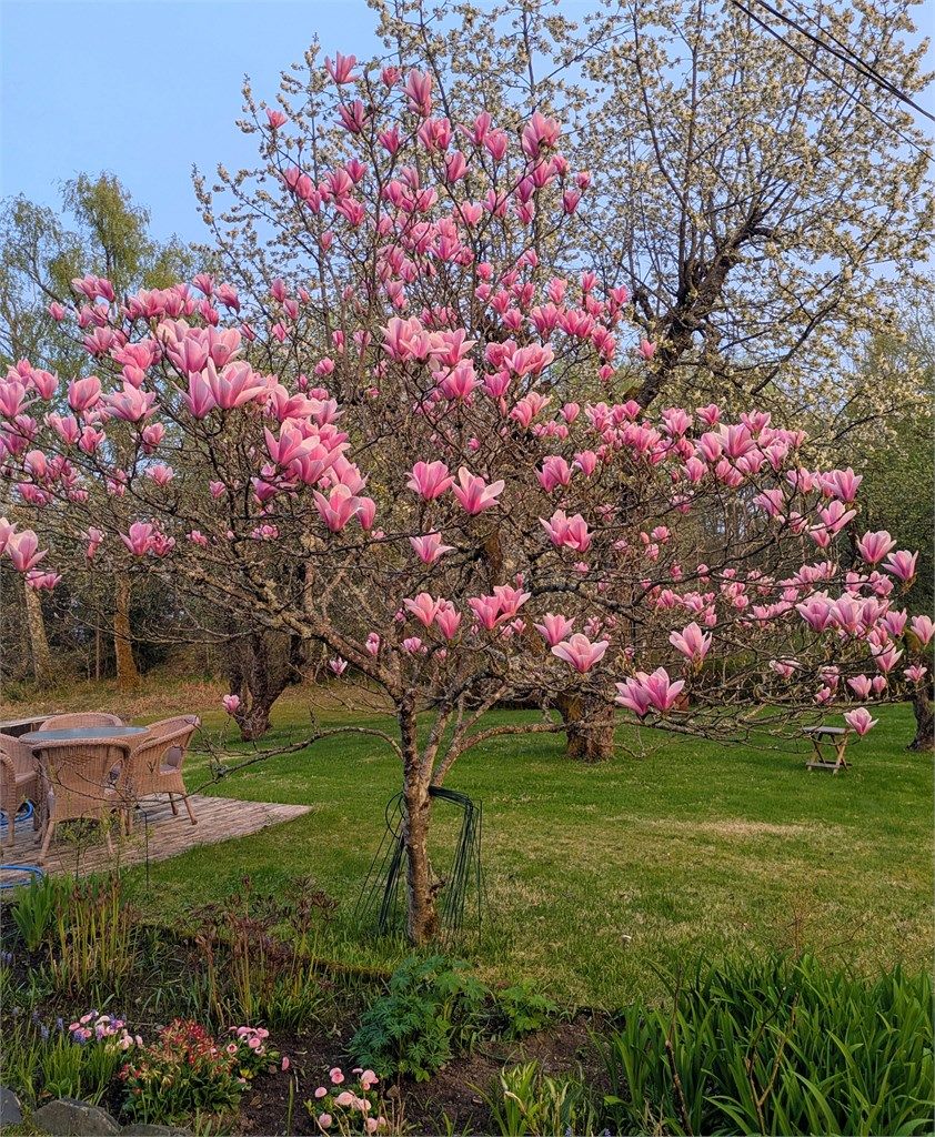 Vårens magi i hagen: Magnoliaen står i full blomst.