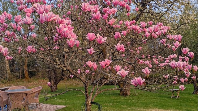 Vårens magi i hagen: Magnoliaen står i full blomst.