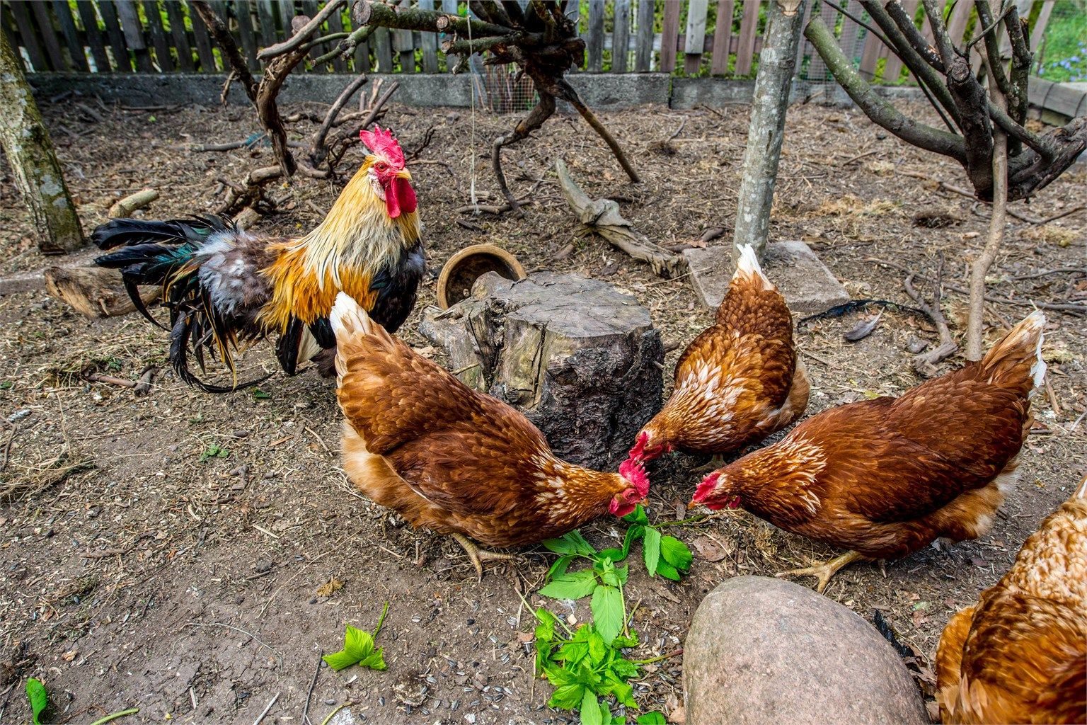 Trivelige høns kan medfølge