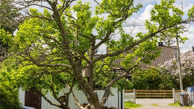 Koselig plass til å sitte under treet og nyte en god bok