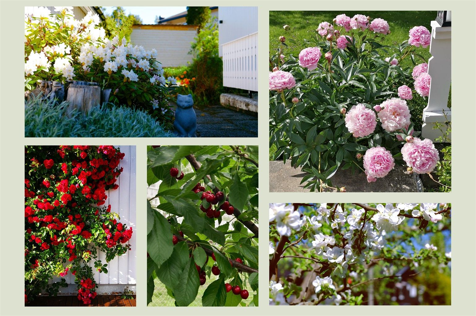 Fra blomstrende rosebusker og peoner til søte kirsebær på treet; hagen byr på små, fargerike detaljer gjennom sesongen. (Selgers egne bilder)