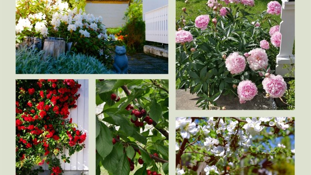 Fra blomstrende rosebusker og peoner til søte kirsebær på treet; hagen byr på små, fargerike detaljer gjennom sesongen. (Selgers egne bilder)