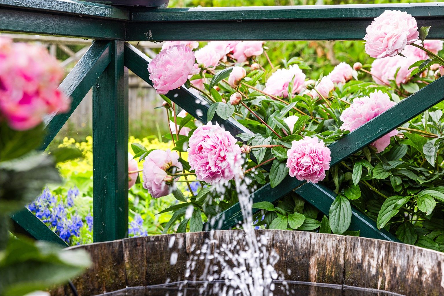 Hagen er en oase med frodig beplantning og gjennomtenkte detaljer.