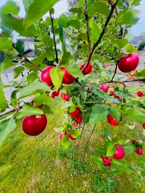 Hagen har flere frukttrær og ellers fin beplantning. Foto: Selgers private bilder
