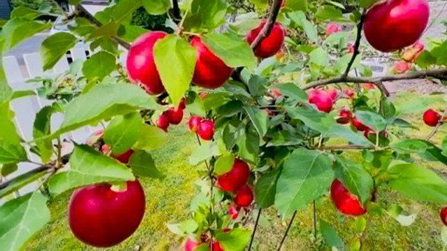 Hagen har flere frukttrær og ellers fin beplantning. Foto: Selgers private bilder