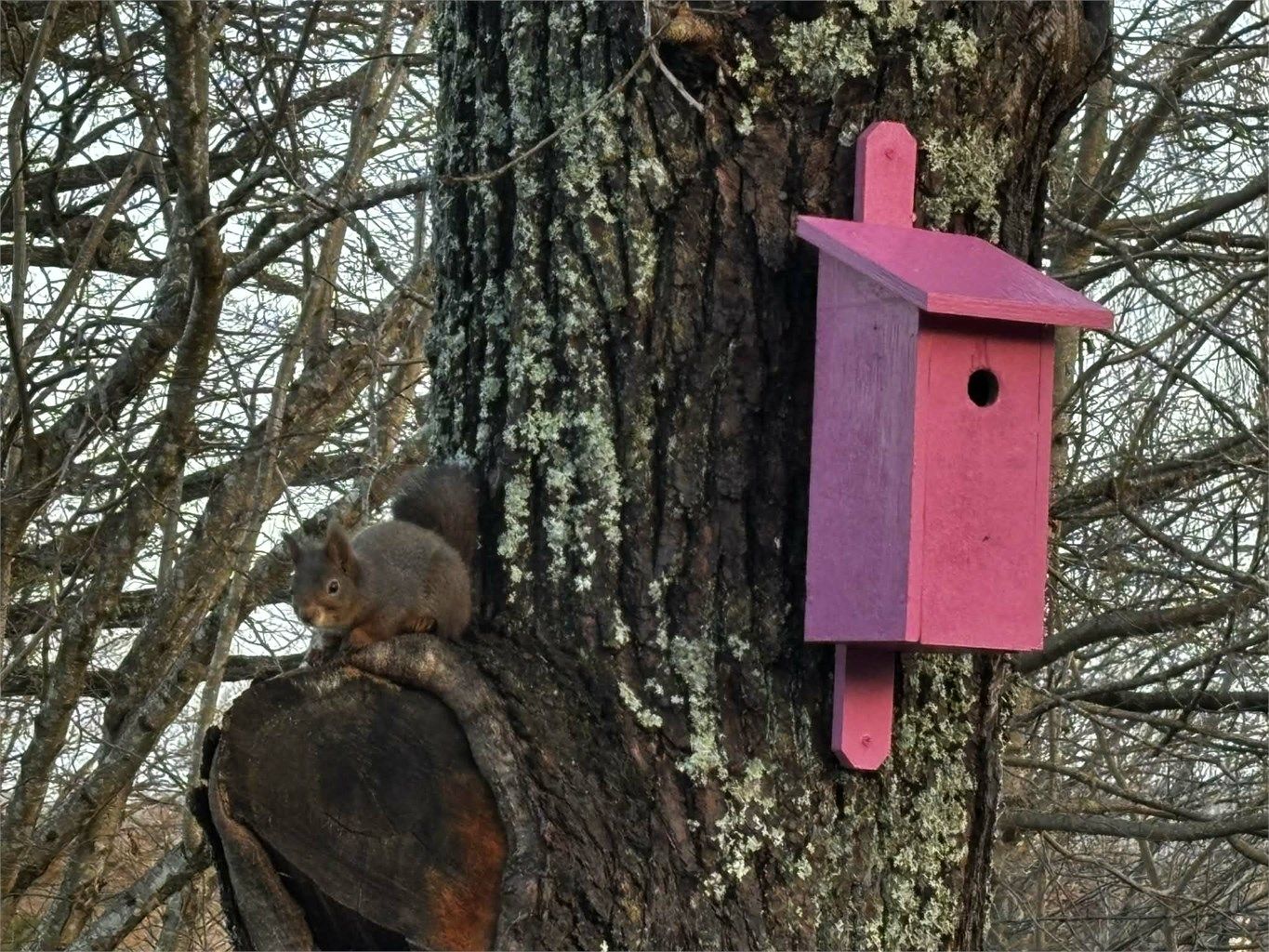 Her er det liv og stemning i hage - både for deg og naturens små gjester 