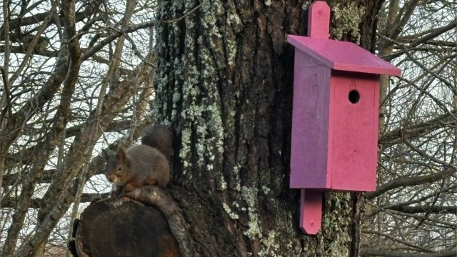 Her er det liv og stemning i hage - både for deg og naturens små gjester